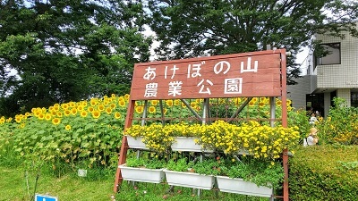 【あけぼの山農業公園】2.2haのヒマワリ畑に大興奮