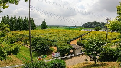 【あけぼの山農業公園】2.2haのヒマワリ畑に大興奮