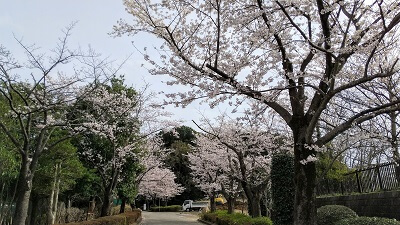 流山市総合運動公園の桜も見どころ満載