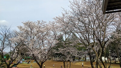 流山市総合運動公園の桜も見どころ満載