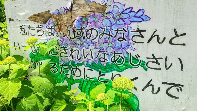 【あじさい通り】流山市の紫陽花スポット