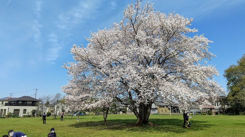 三輪野山の【一本桜】は一見の価値あり