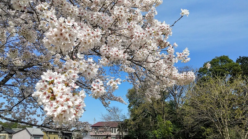 三輪野山の【一本桜】は一見の価値あり