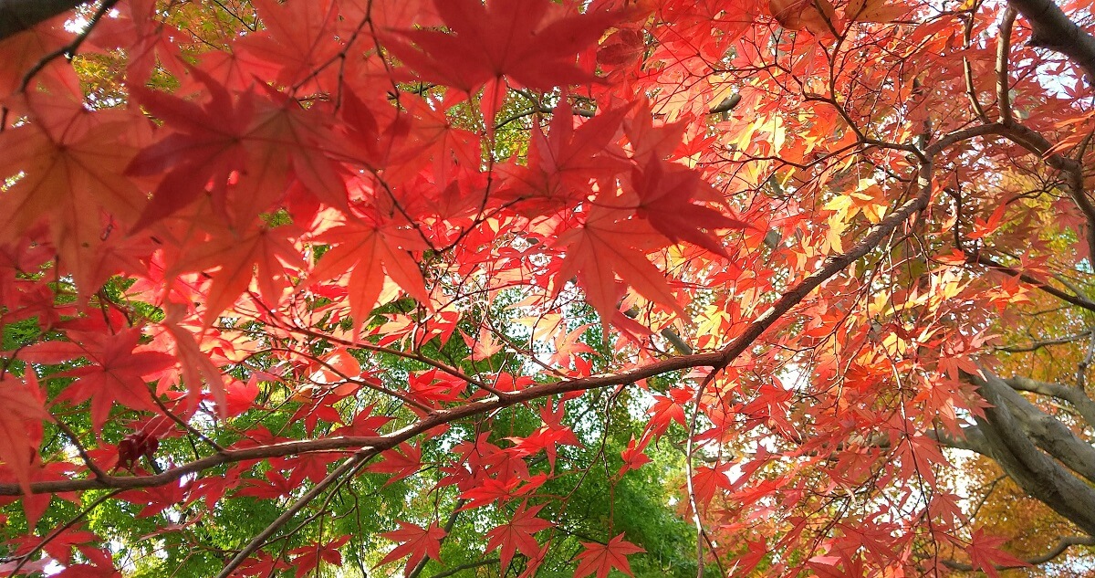 柏の葉公園の紅葉とバラ園を散策