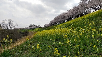 利根運河の桜を散策(眺望の丘・西深井休憩園地・におどり公園)