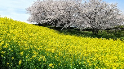 利根運河の桜を散策(眺望の丘・におどり公園・運河河口公園)